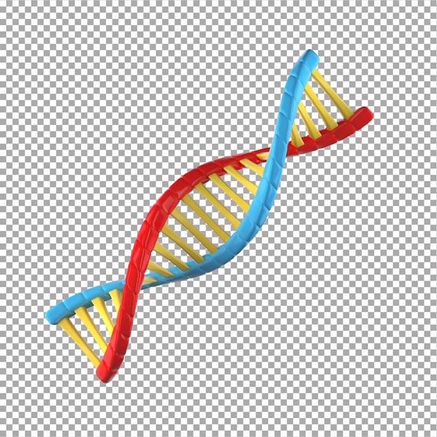 Die Struktur der DNA wird durch die rote und blaue Farbe bestimmt