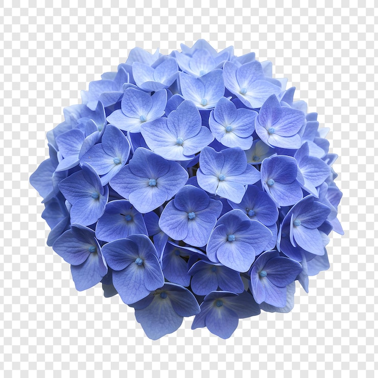 PSD die wunderschöne blaue hortensieblüte