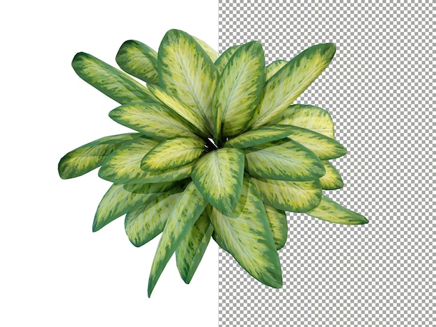 Dieffenbachia seguine sobre fondo transparente renderizado 3d