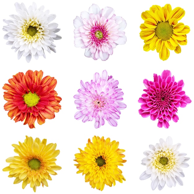 Dies ist eine Sammlung kleiner Chrysanthemumblumen