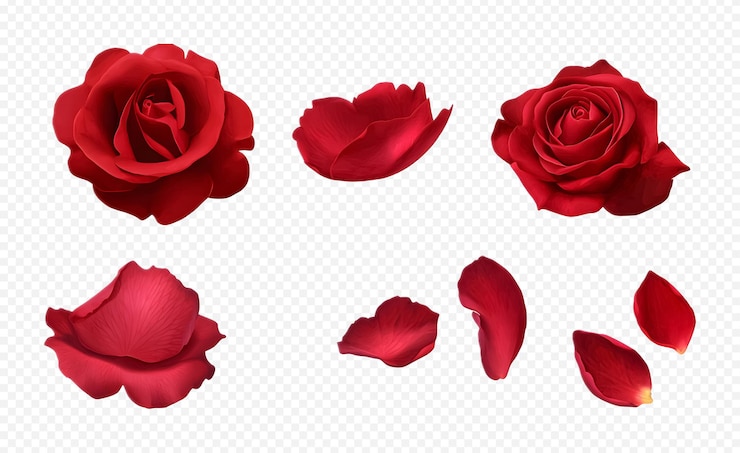 PSD diferentes partes de la flor de la rosa roja aisladas en un fondo transparente