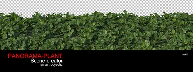Diferentes tamaños de plantas.