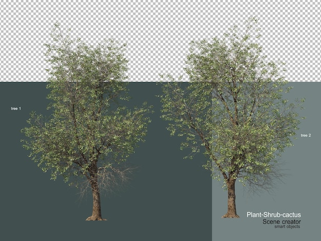 Diferentes tipos de arboles y cactus.