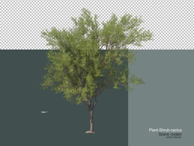 Diferentes tipos de arboles y cactus.