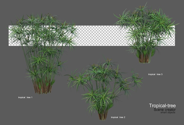 Diferentes tipos de arboles tropicales.