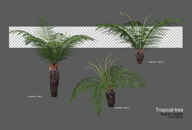 Diferentes tipos de arboles tropicales.