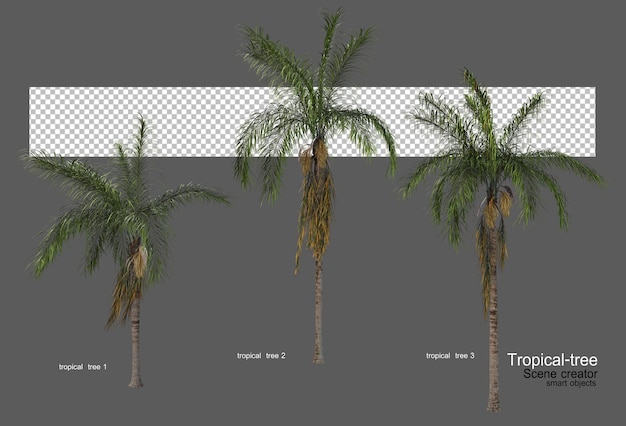 Diferentes tipos de arboles tropicales.