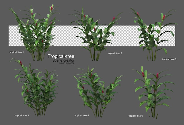 Diferentes tipos de árvores tropicais