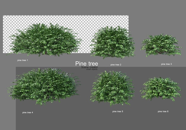 Diferentes tipos de pinos.