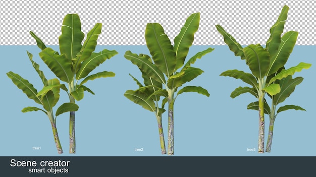 different types of banana tree 3d rendering