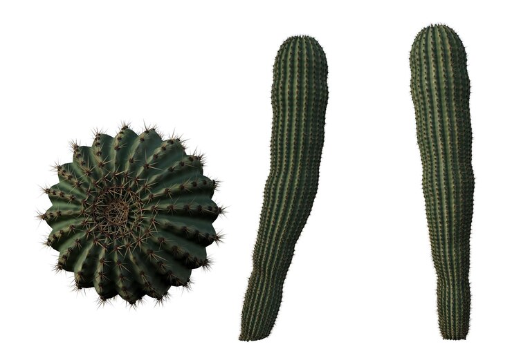 PSD différentes perspectives d'un cactus vert avec des pointes