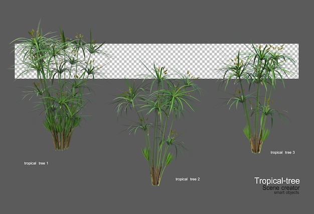 Différents Types D'arbres Tropicaux