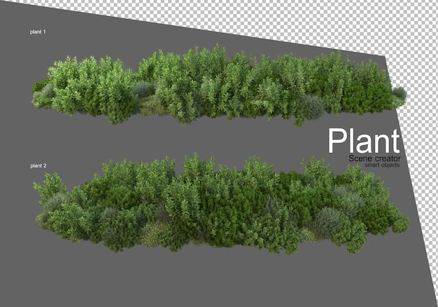 Différents Types D'arbustes Rendus Isolés