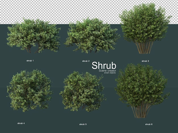 Différents Types D'arbustes