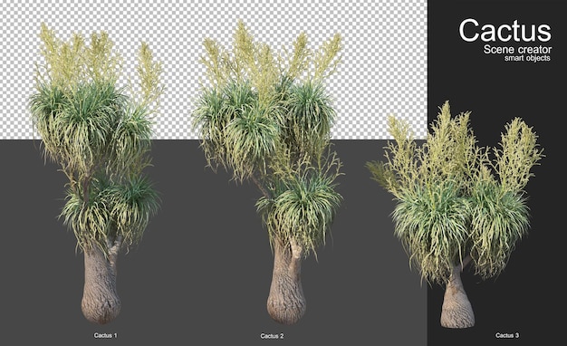 Différents types de cactus pour la décoration de jardin