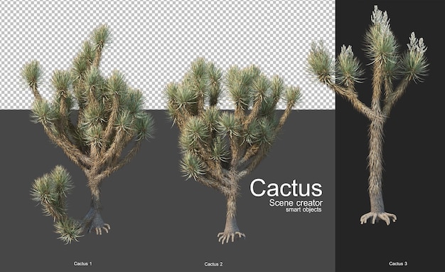 PSD différents types de cactus pour la décoration de jardin