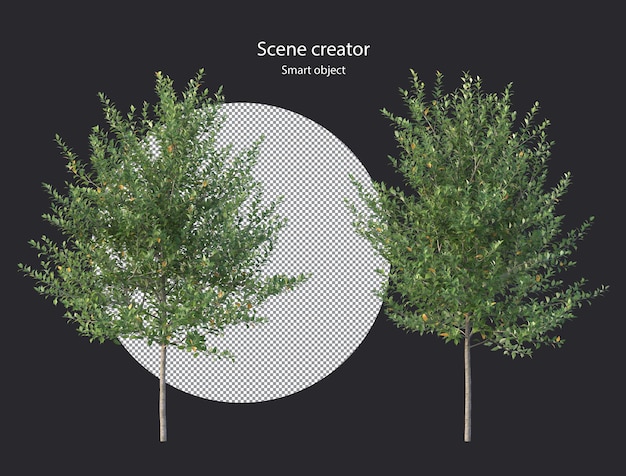 Différents Types De Plantes D'arbres Buissons Arbustes Et Petites Plantes Rendu Isolé