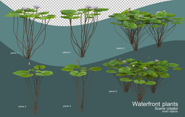 PSD différents types de plantes riveraines