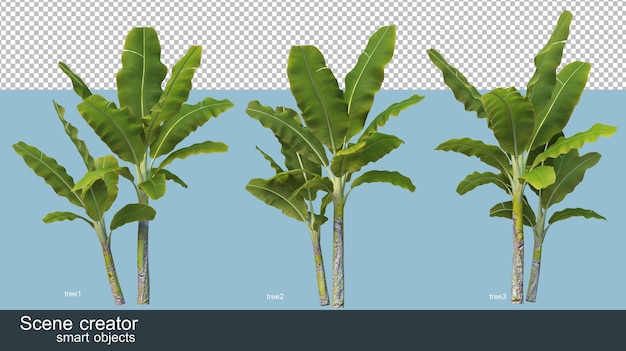 Différents Types De Rendu 3d De Bananier