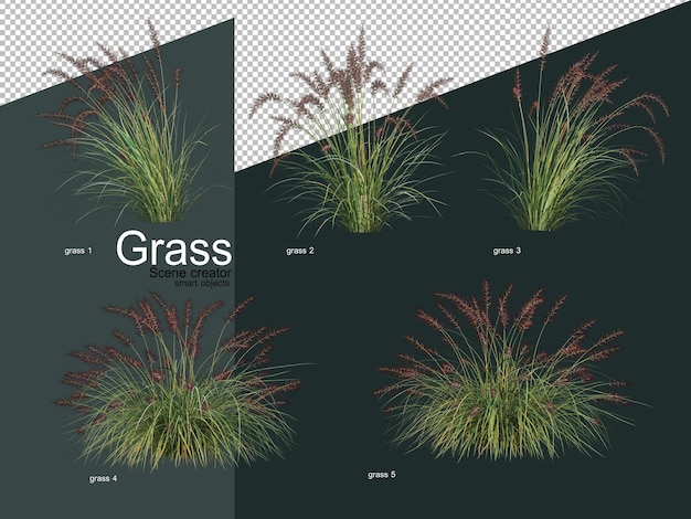 Différents Types De Rendu 3d D'herbe