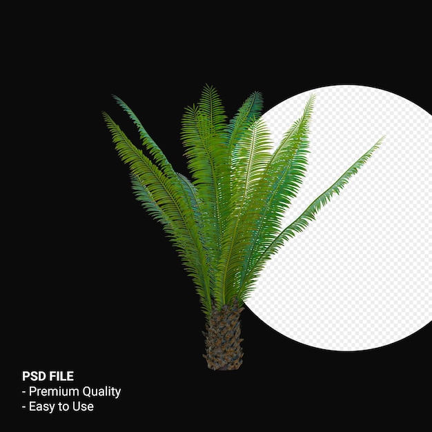 PSD dioon spinulosum 3d render aislado