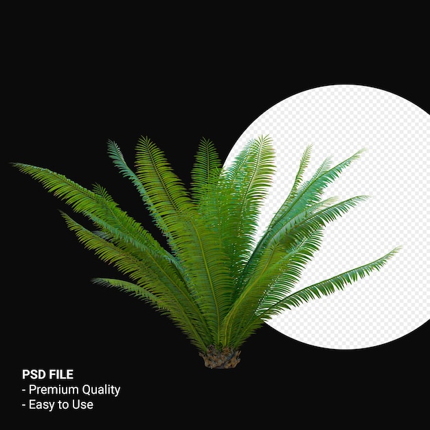 Dioon spinulosum 3d render isolato