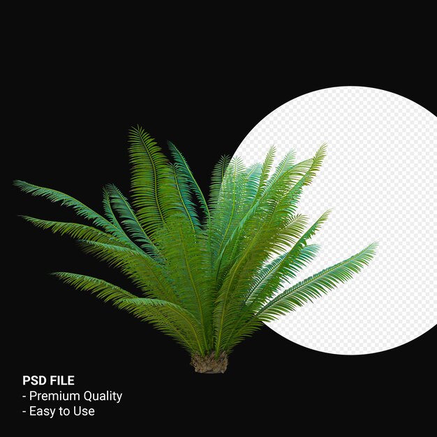 Dioon spinulosum 3d render isolato