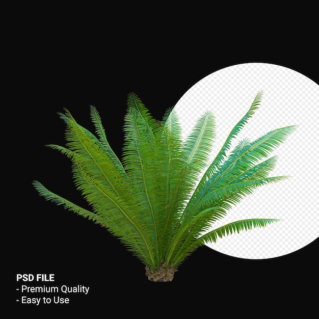 Dioon spinulosum 3d render isolato