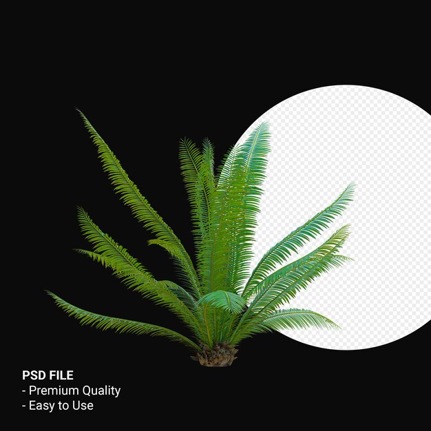 Dioon spinulosum 3d render isolato