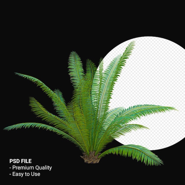 Dioon spinulosum 3d render isolato