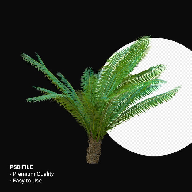 PSD dioon spinulosum 3d render isolé