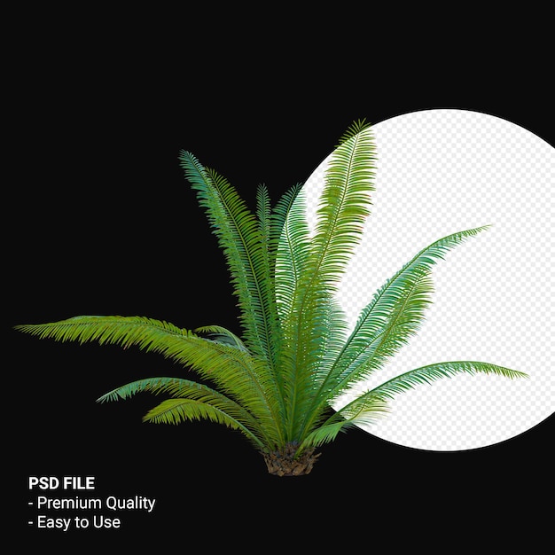 Dioon Spinulosum 3d render isoliert
