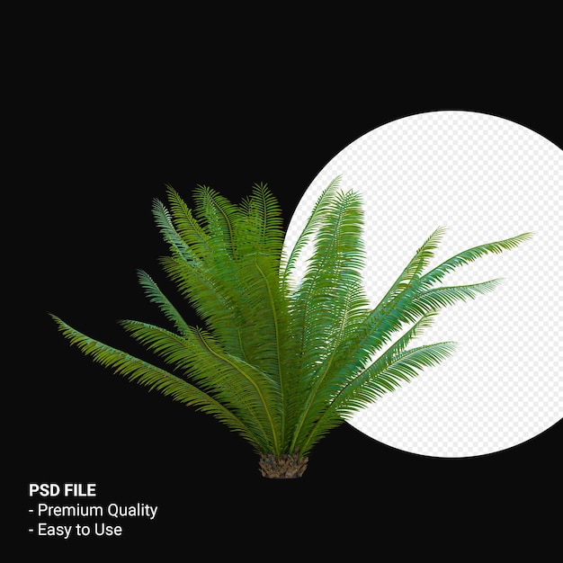 PSD dioon spinulosum 3d render isoliert