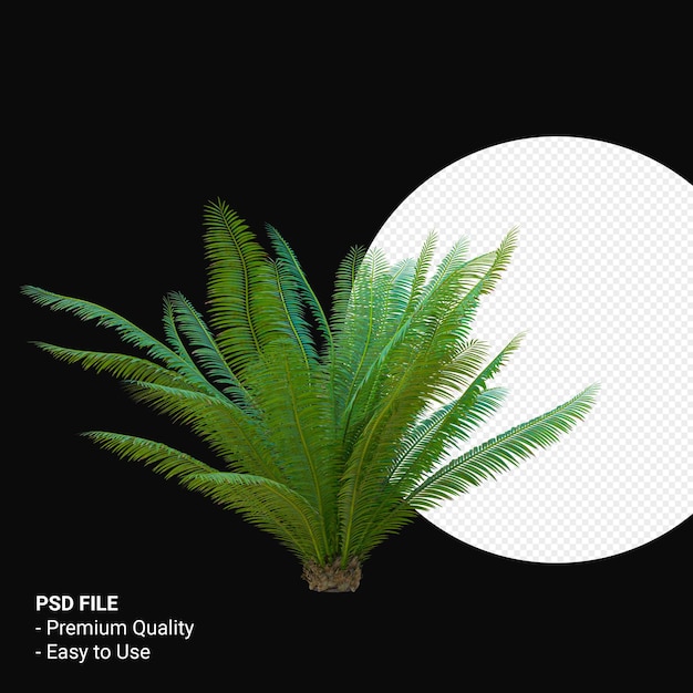 Dioon Spinulosum 3d render isoliert