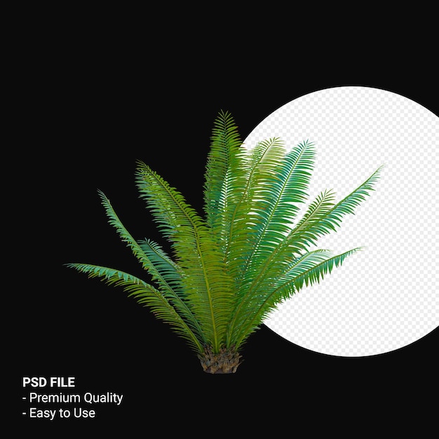 PSD dioon spinulosum 3d render isoliert