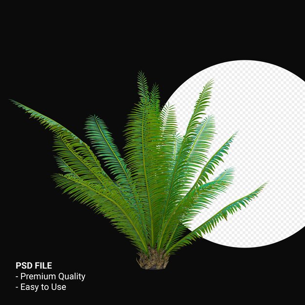 Dioon Spinulosum 3d render isoliert