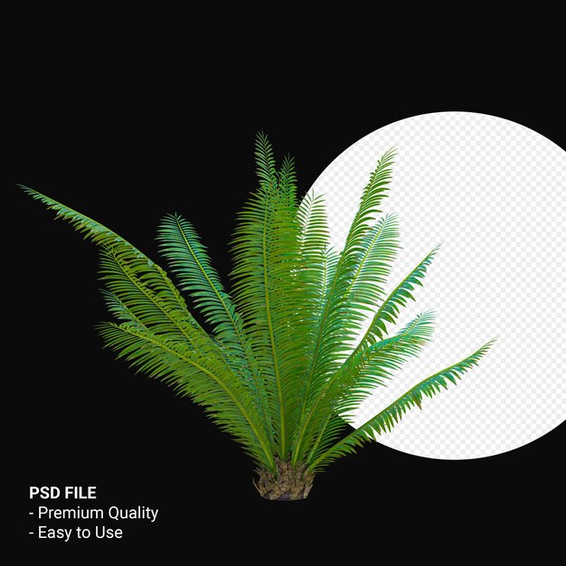 PSD dioon spinulosum 3d render isoliert