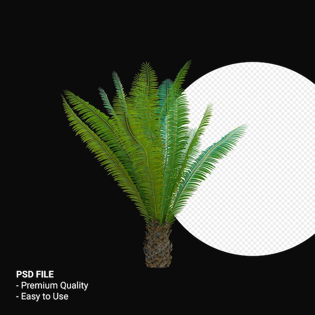 PSD dioon spinulosum 3d render isoliert