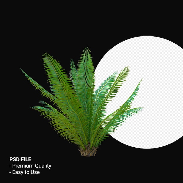 Dioon Spinulosum rendu 3D isolé
