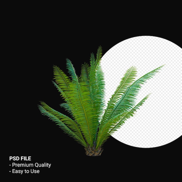 Dioon Spinulosum rendu 3D isolé