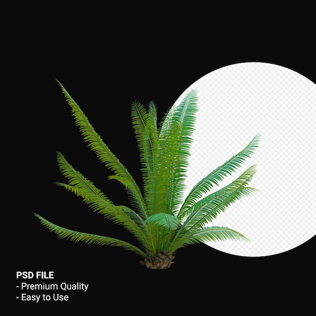 PSD dioon spinulosum rendu 3d isolé