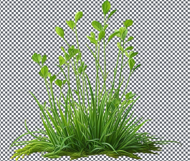 Diplotaxis de roquette sauvage naturelle et fraîche isolée sur fond transparent