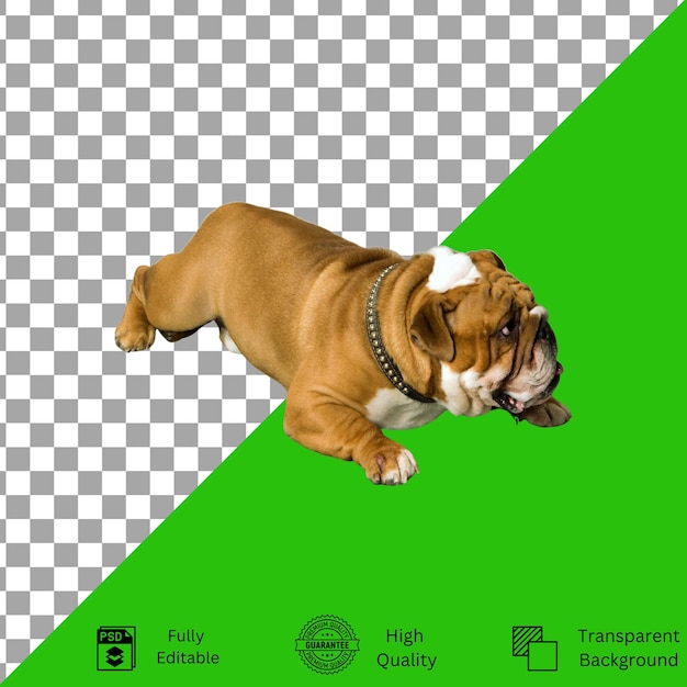 Disegni modificabili per la creatività a tema PetT