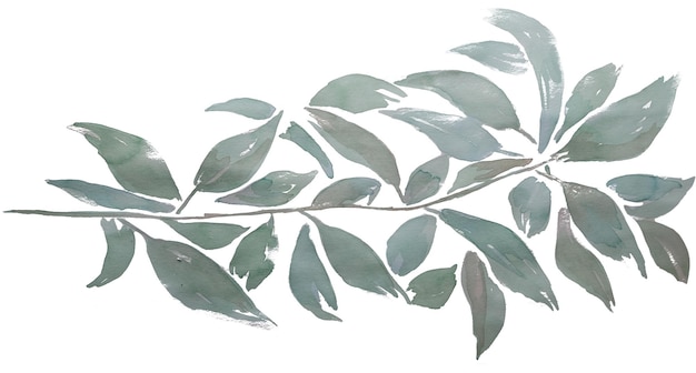 Disegno botanico ad acquerello disegnato a mano