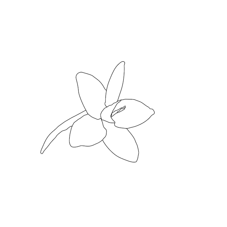 PSD disegno botanico di un contorno di fiore disegnato a mano
