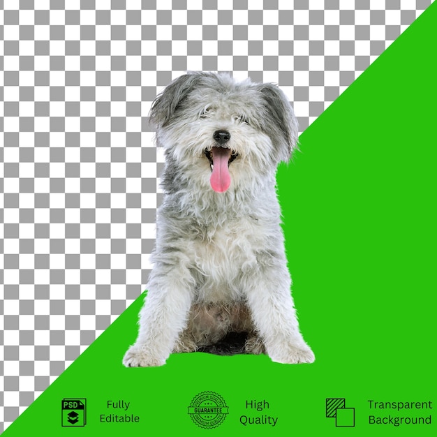Diseños editables para la creatividad temática de mascotas
