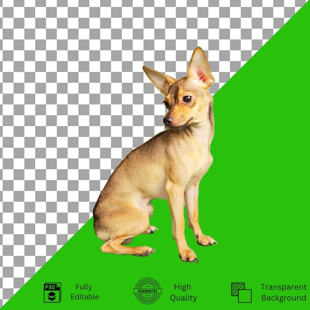 Diseños editables para la creatividad temática de mascotas
