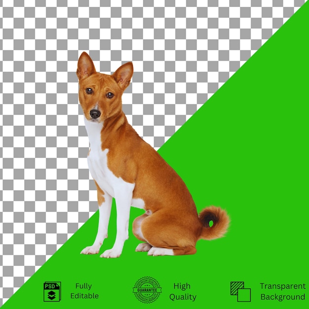 Diseños editables para la creatividad temática de mascotas