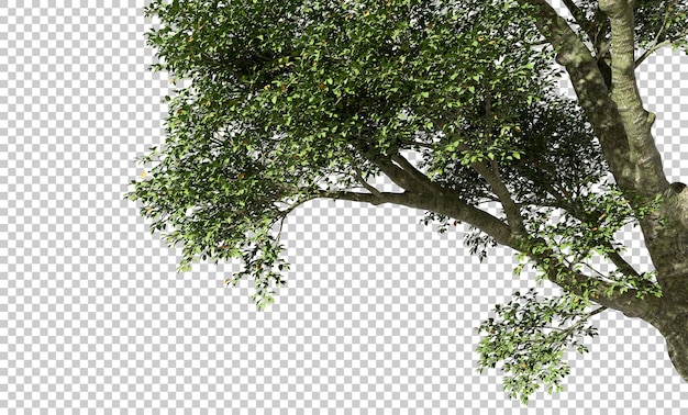 La Disposition Des Feuilles De Branches D'arbres Hautes Sur Des Arrière-plans Transparents Rendu 3d Png