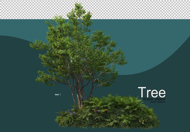 Disposizione di vari alberi ed erbe